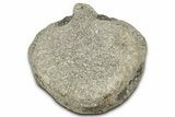 Fossil Dinosaur Vertebra Centrum - Montana #326466-1